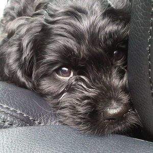 Meet your Posher, Susan